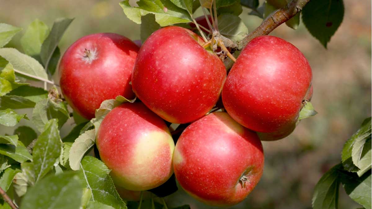 Экспорт яблок Украина